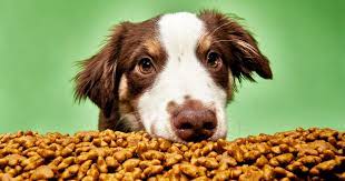 What are healthy foods for my dog?