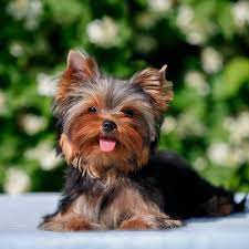 What are some fun facts about Yorkies?