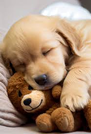 Why do puppies sleep all day?